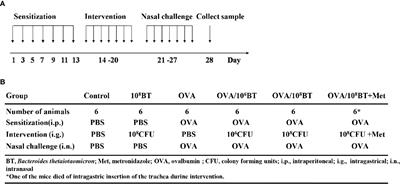 Bacteroides thetaiotaomicron Ameliorates Experimental Allergic Airway Inflammation via Activation of ICOS+Tregs and Inhibition of Th2 Response